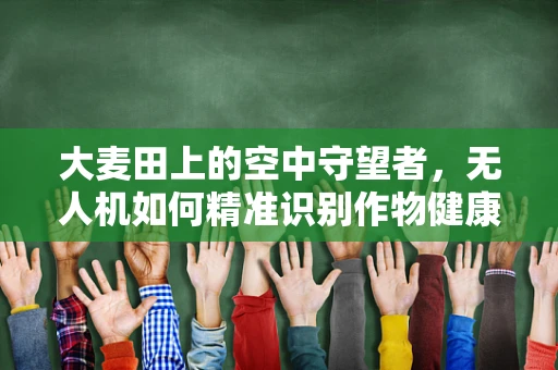 大麦田上的空中守望者，无人机如何精准识别作物健康？