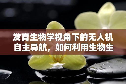 发育生物学视角下的无人机自主导航，如何利用生物生长模式优化飞行路径？