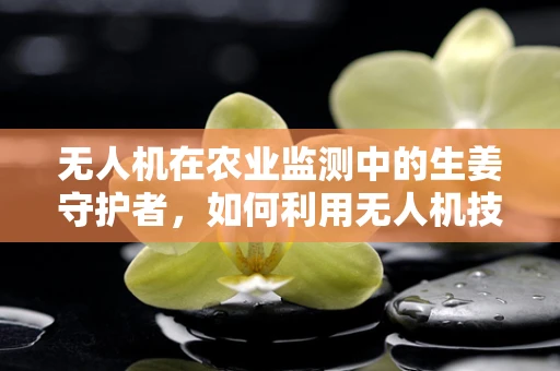无人机在农业监测中的生姜守护者，如何利用无人机技术精准施用生姜生长促进剂？